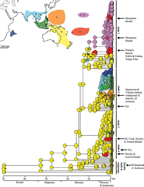 Definition Of Areas And Results Of The Ancestral Area Reconstruction