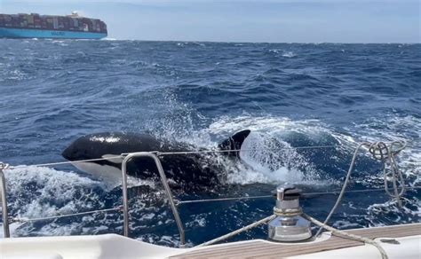 Gladis orca traumatizada con el choque de un barco está enseñando a