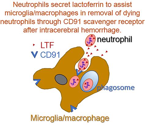 Clearance Of Neutrophils From Ich Affected Brain By Macrophages Is