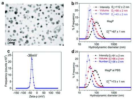 A TEM Image B Hydrodynamic Diameter Distributions From DLS