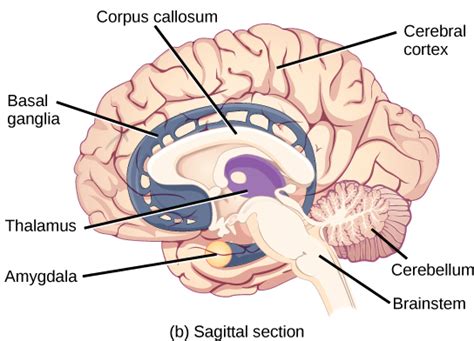 Adolescent Brain Lifespan Development