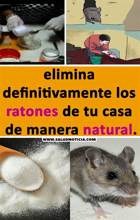 Como Eliminar Ratones De Mi Casa Exie Fetzer