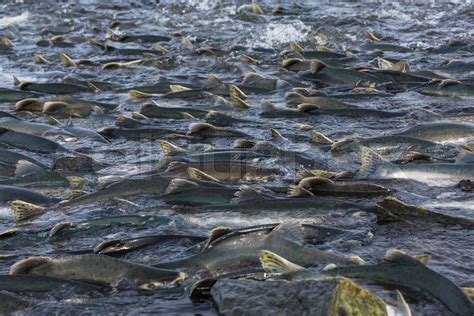 Spawning salmon | Stock image | Colourbox