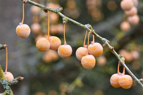 Gingko Biloba A Living Fossil Rich In Antioxidants Eat The Planet