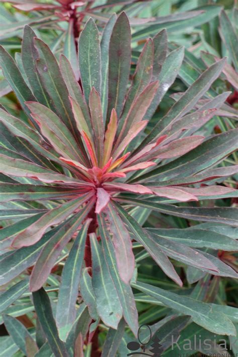 Euphorbia Amygdaloides Purpurea Wilczomlecz Migda Olistny