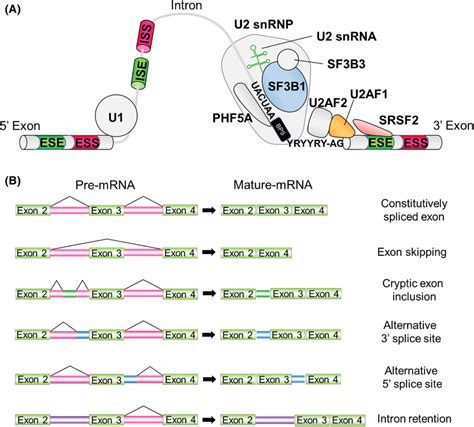 Splicing Catalysis The Spliceosome Assembly Pathway And Mechanisms Of