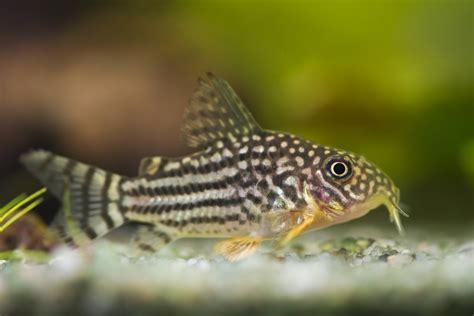 Corydoras Fish Care Guide: Complete Fact Sheet, Breeding, & Behavior