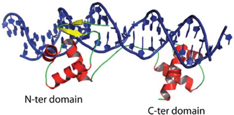 Structure Of The Pax6 Paired Domain PDB Id 6PAX 43 Cartoon