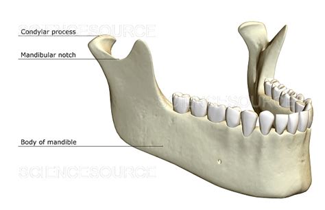 The jaw bone | Stock Image - Science Source Images