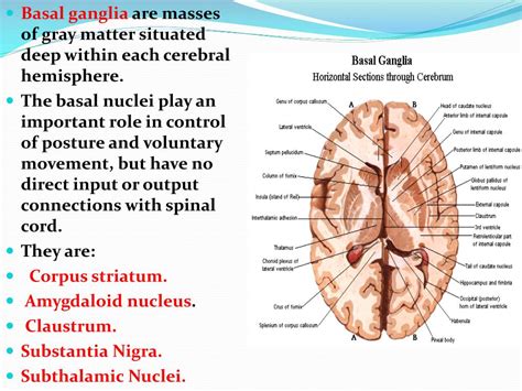 Ppt The Basal Ganglia Powerpoint Presentation Free Download Id5351341