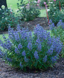 Caryopteris How To Grow Care For Bluebeard Plants Garden Design