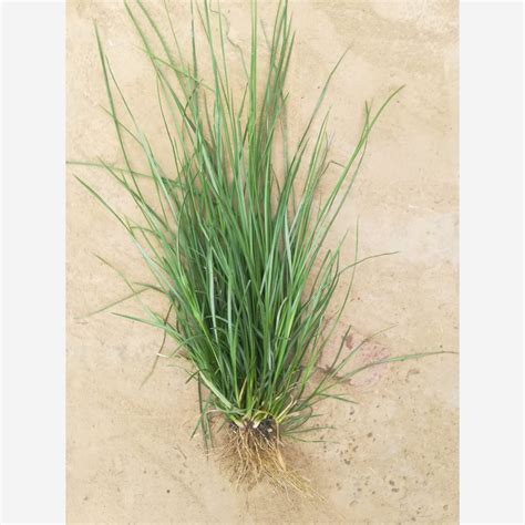 Vetiver Grass Wholesale Price And Mandi Rate For Vetiver Plant In India