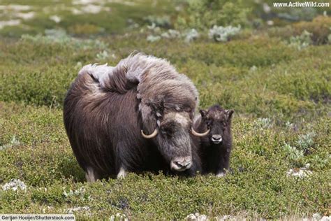 Musk Ox Facts Information Pictures And Video For Kids And Adults