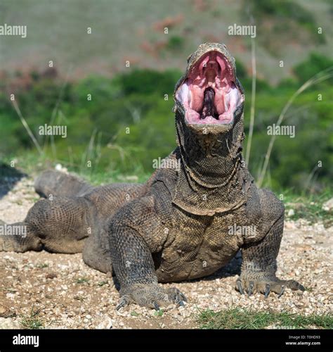 La Bocca Aperta Del Drago Di Komodo Close Up Ritratto Vista Frontale