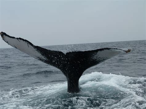 Whale Watching East China Sea Port Of Okinawa Japan Okinawa