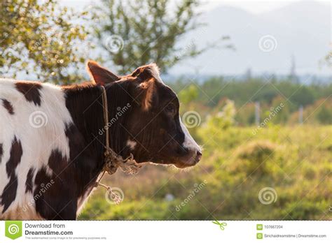 Vacas Blancos Y Negros En Un Campo Herboso Foto De Archivo Imagen De