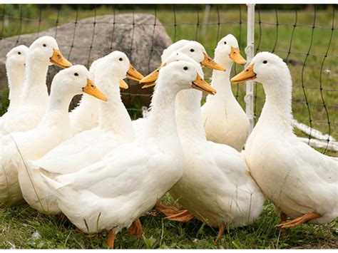 Яйцо инкубационное Пекинской утки СТ-5 на складе в Москве