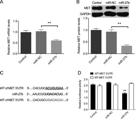 A Rt Pcr And B Western Blot Assay Were Used To Examine The Mrna And