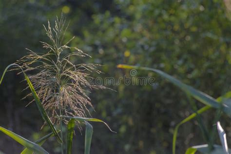 Reed Inflorescence (panicle) on an October Afternoon by the Stream. Stock Image - Image of ...