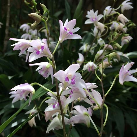 Dendrobium Kingianum Semi Alba Orqu Deas