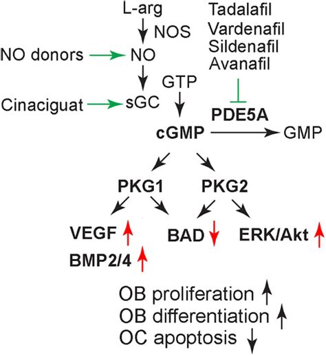 The Nocgmppkg Pathway In Skeletal Remodeling Kim 2021 Annals Of