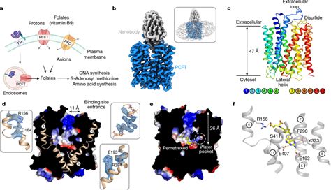 Cryo Em Structure Of Apo And Pemetrexed Bound Pcft A Three Distinct