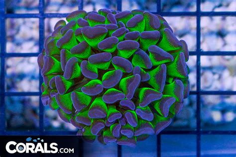 Big Branching Hammer Frag Australia Neon Stems Purple Tips Corals