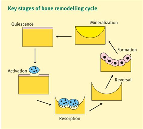 2 Key Stages Of Bone Remodelling Cycle Bayliss Et Al 2011 50 Download Scientific Diagram