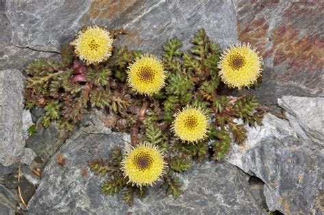 Genus Leptinella · iNaturalist.org