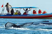 Zodiac Whale Watching Tour - Puerto Vallarta