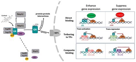 Cells Free Full Text Homeostatic Regulation Of Glucocorticoid