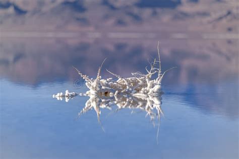 Crystallised Salt Formation Reflected in the Lake Stock Image - Image ...