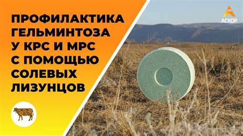 Профилактика гельминтоза у КРС И МРС помощью солевых лизунцов «ЛИМИСОЛ ...