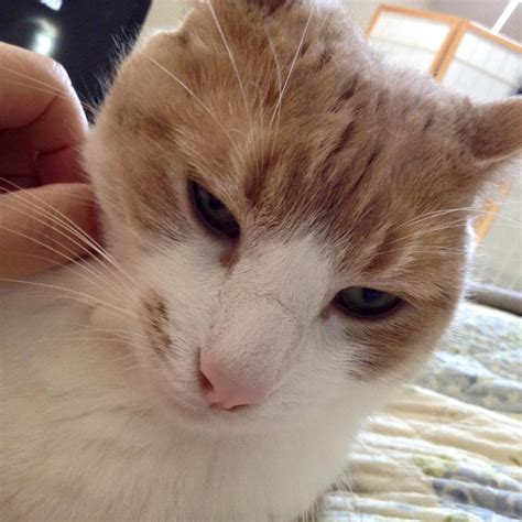 The Ched Curtain El Pussy Gato