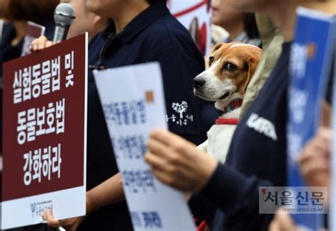 비윤리적 동물실험 이병천 서울대 교수 연구팀 사육사 고발 네이트 뉴스