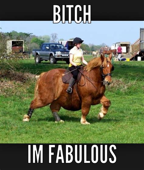 pin  boglarka marko  humour fat horse funny horses funny horse