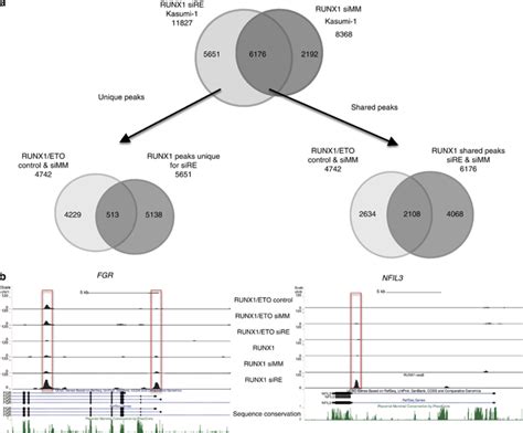 Knockdown Of RUNX1 ETO Leads To A Redistribution Of RUNX1 Binding