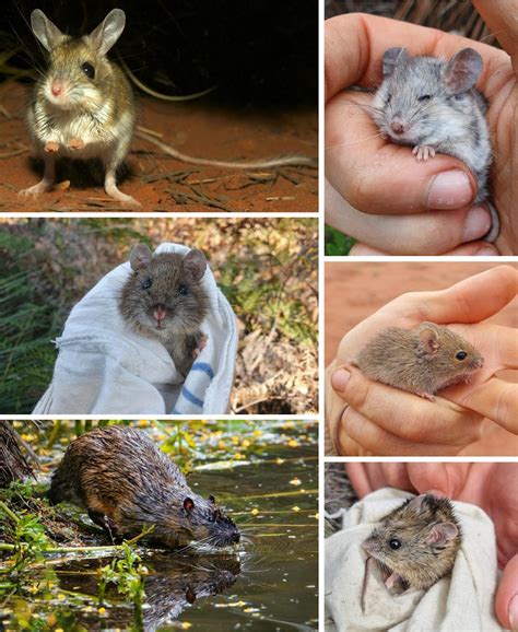 Ghost rodents: get ready to fall in love with Australia’s albino rats ...