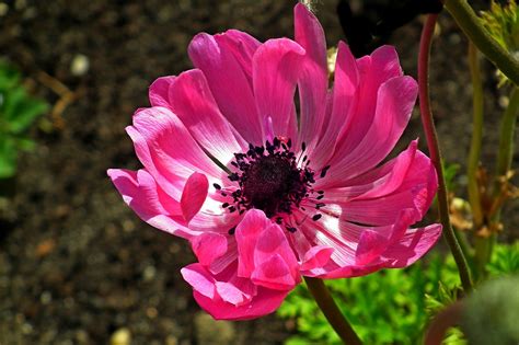 Anemone Flower Spring Free Photo On Pixabay Pixabay