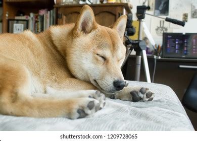 Cute Shiba Inu Dog Sleeping On Stock Photo 1209728065 | Shutterstock