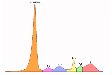 Difference Between Albumin and Globulin - Pediaa.Com