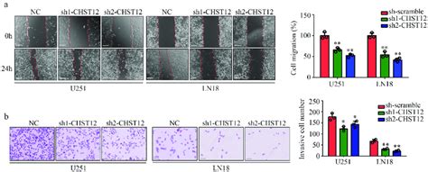 Knockdown Of Chst Inhibited The Mobility Of Gbm Cells A Wound