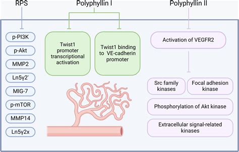 The Role Of Rhizoma Paridis Saponins On Anti Cancer The Potential