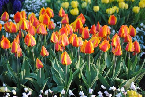 Tulipa Single Early Flair Tulip From Adr Bulbs