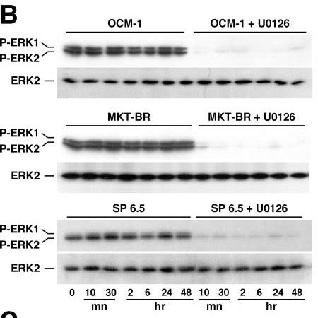 Effects Of MEK1 2 Inhibition On Signal Transduction And Cell Cycle