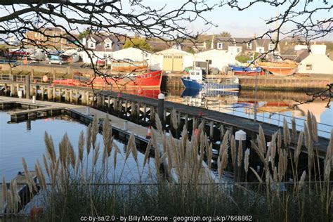 Pampas Grass At The Harbour Billy Mccrorie Cc By Sa Geograph