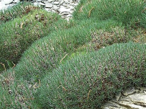 Акантолимон: фото, описание