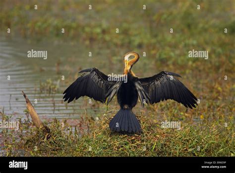 Indian Darter Drying Wing Snakebird Anhinga Anhinga Melanogaster