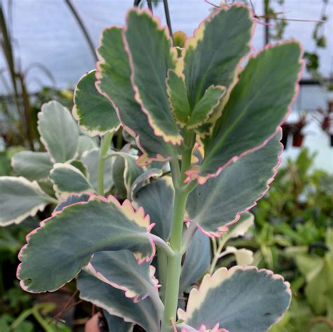 Kalanchoe fedtschenkoi ‘Variegata’ – Brian's Botanicals