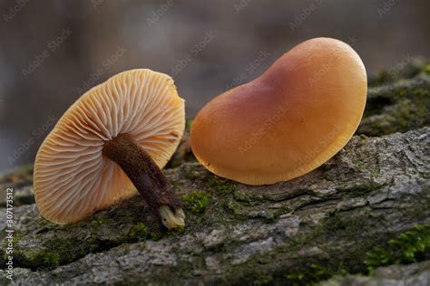 Zdj Cie Stock Edible Mushroom Flammulina Velutipes In The Floodplain